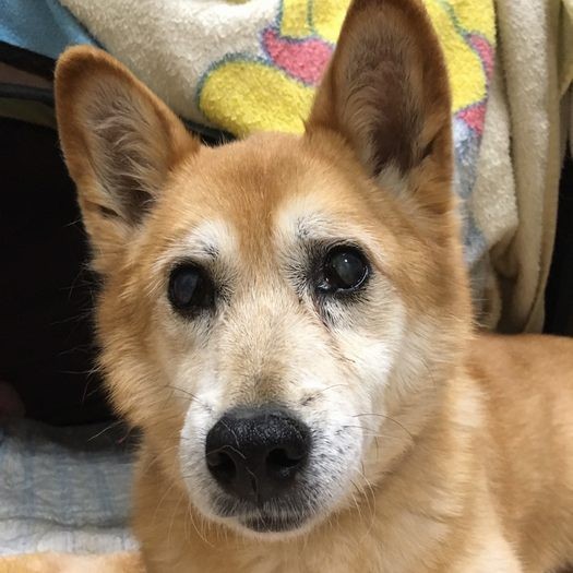 つぶらな目で見つめる