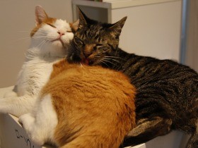 我が家の長男猫「梵天丸」　ガリガリに痩せた野良猫が気づけば14歳の甘えん坊に