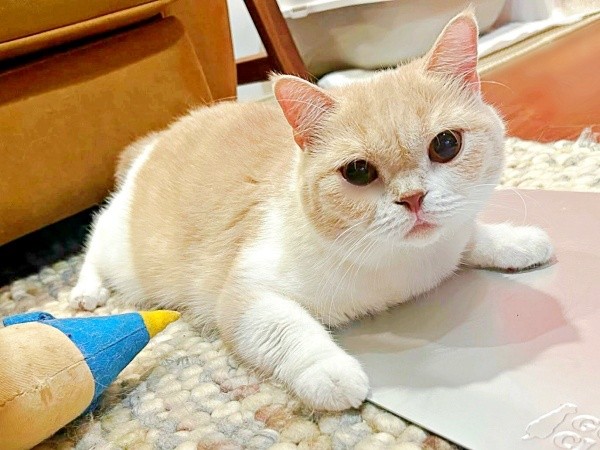遊ぶの大好き！ 好奇心旺盛なAngeちゃん（画像提供：あずささん）