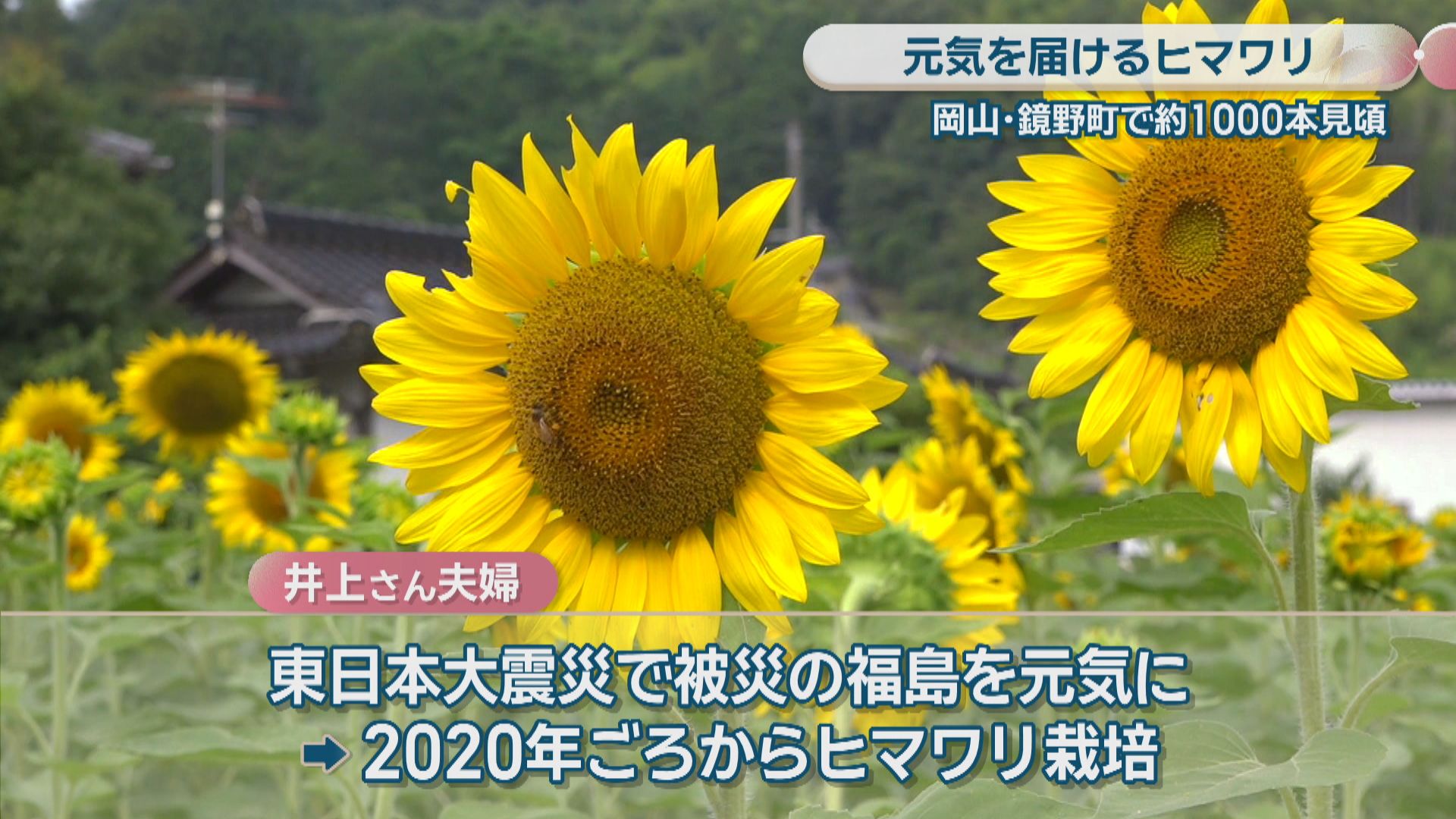 被災地に元気を届ける 鏡野町でヒマワリ約1000本が見頃 種は福島の団体