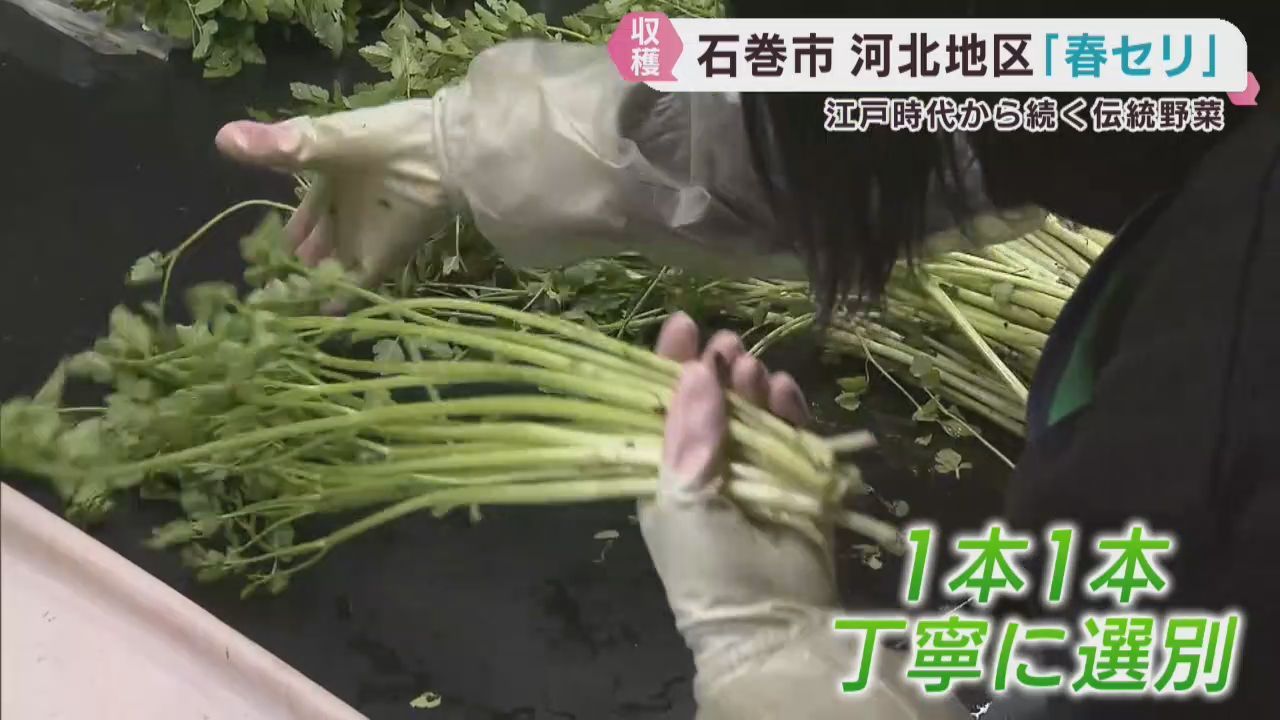 江戸時代から栽培が続く伝統野菜　河北せりの収穫　宮城・石巻市