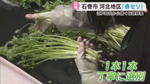 江戸時代から栽培が続く伝統野菜　河北せりの収穫　宮城・石巻市