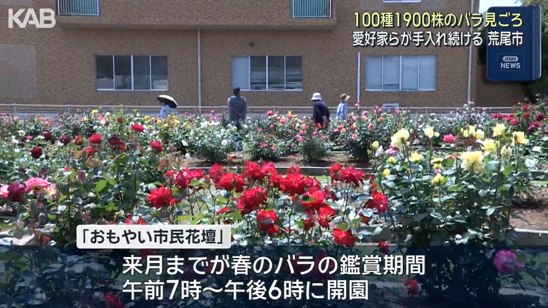 色とりどりのバラ100種が咲き誇る！30年の愛情が育む1900株が見ごろ（1