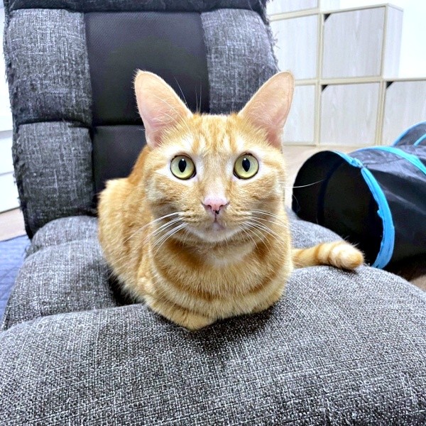 すくすく成長したむぎちゃん。座椅子の上でまったり（画像提供：むぎと人間さん）