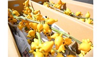 フォックスフェイス（提供：JA晴れの国岡山）