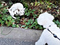 散歩中、らふくんは子猫のてまりくんを発見（画像提供：てまり らふ ビスコさん）