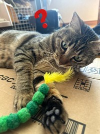 これ何かニャ？ おもちゃに興味を示すはーちゃん（画像提供：寿々さん）