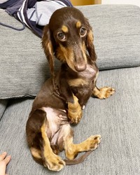 5歳、おうちに来たころ、とても痩せていたびびちゃん（画像提供：びびさん）