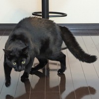 5歳になったうにくん。やんのかステップもさまになっています（画像提供：ねこのいいなりさん）