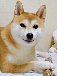 骨のおやつをもらってご満悦！ このあと、つくねちゃんに変化が――（画像提供：柴犬つくねさん）