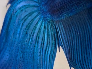 れーだーいちきゅう