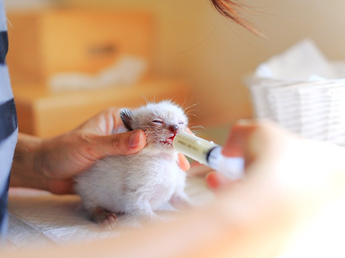 マイア。2017年6月（筆者撮影）