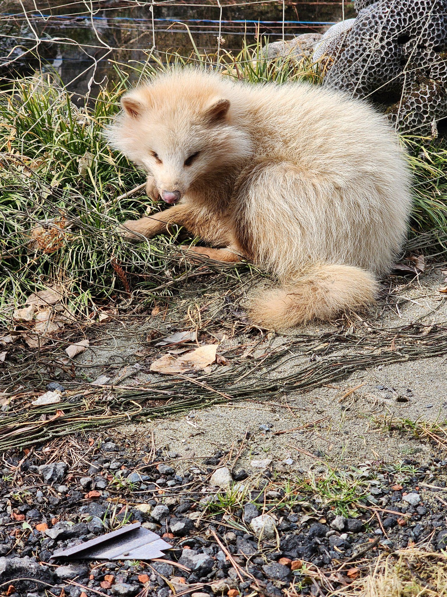 うずくまった白い希少動物 瀕死で暖かい日だまりの中…野生動物の穏やか