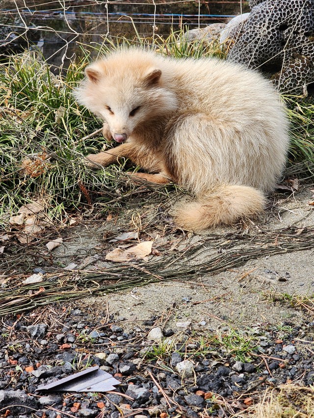 舌を出してうずくまる様子。肉球はピンク色だったという／秋田犬さん（@gin20200122）提供