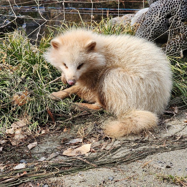 舌を出してうずくまる様子。肉球はピンク色だったという／秋田犬さん（@gin20200122）提供