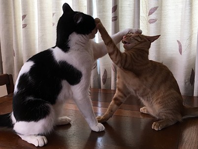 大きな音にびっくりして攻撃してくる猫　どうすればいい？