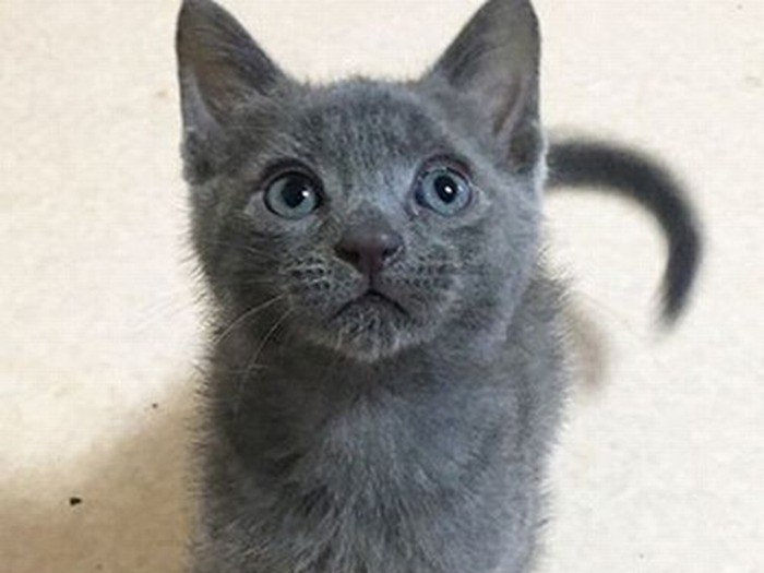 保護当時、インスタグラムに掲載された写真