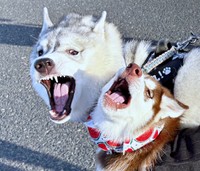 散歩中のワンシーン！ ガウガウしあう（左から）福丸くん、ぶなちゃん（画像提供：ふくまる＋ぶな＝さん）