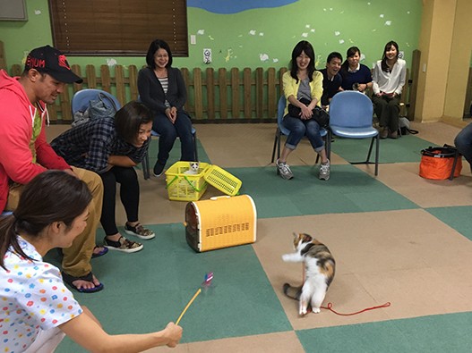 子猫の「社会化期」に慣らしておきたいものと、その方法は？