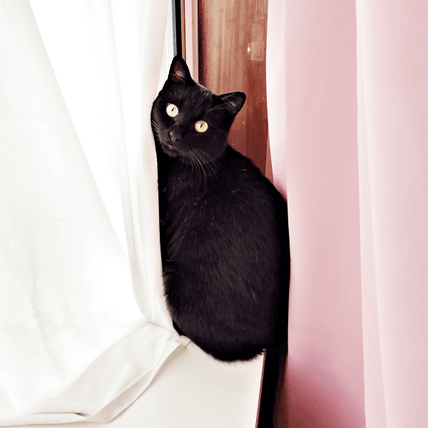 窓辺でニャルソック？ 飼い主さんを見つめる黒ちゃん（画像提供：ちよさん）