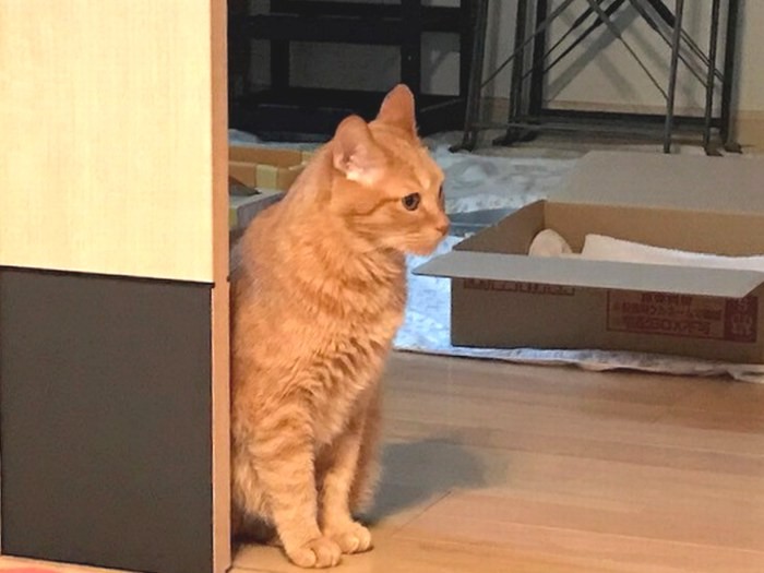 カメラを構えるとぷいっと横を向いた