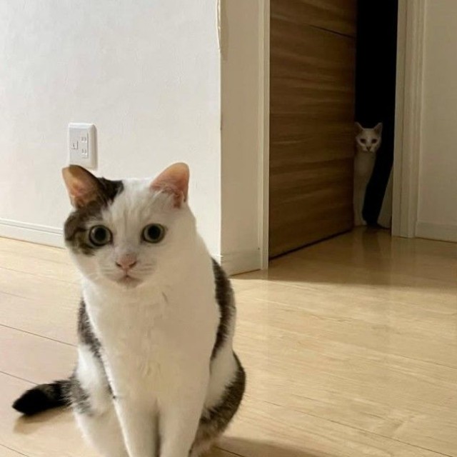 後ろからこっそり観察されることも！