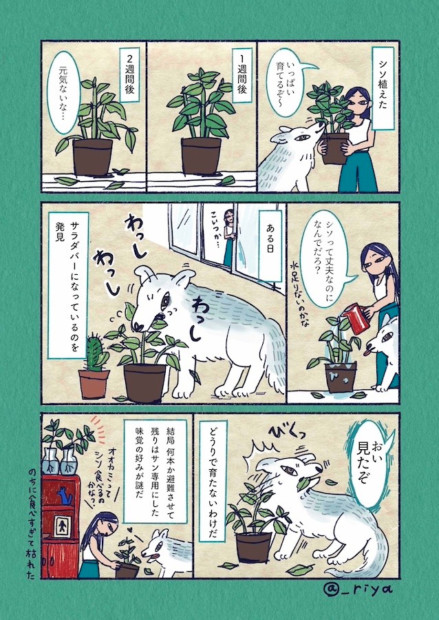 （漫画「デカい狼犬との日常」より／提供：riyaさん）