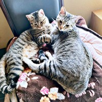 生後8カ月を迎えたモモくん、マオくん（画像提供：ぽりぽりさん）