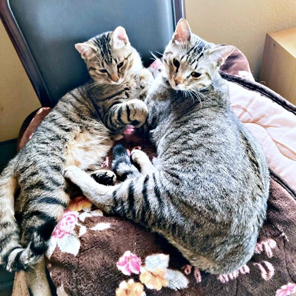 生後8カ月を迎えたモモくん、マオくん（画像提供：ぽりぽりさん）