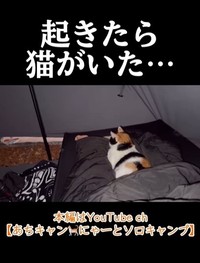 猫たち、朝までいた！（「あちにゃ〜」さん提供、Instagramよりキャプチャ撮影）