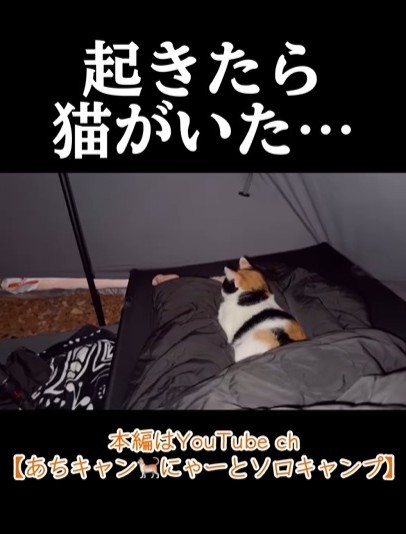 猫たち、朝までいた！（「あちにゃ〜」さん提供、Instagramよりキャプチャ撮影）