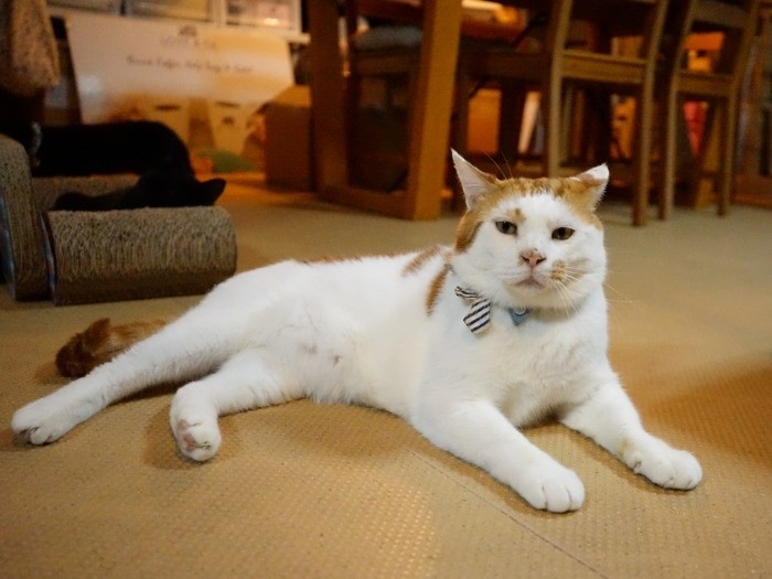 おとんとも呼ばれている演歌は愛されキャラ