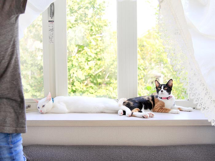 カーテンオープン！猫は出窓が大好き。（テクニック3）