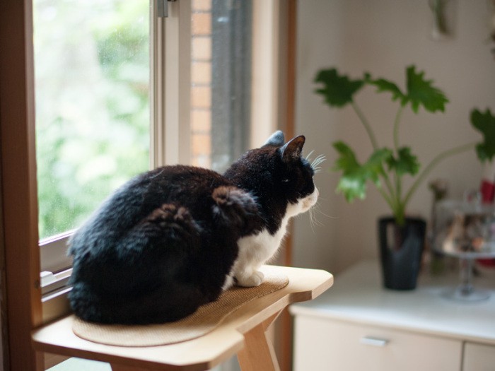 「ミーがご飯をもらいに、また隣に来たみたいだ」（小林写函撮影）