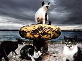 港の野良猫、横たわる馬…「ＪＰＳ展」で女性２人がトップ独占