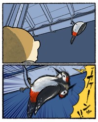 キツツキだ！（ゆうさん提供）