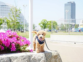 神戸の街で春風をまとってニコッ　ミックス犬「エル」
