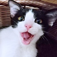 家にやってきた朔ちゃん（画像提供：cittaちゃん）