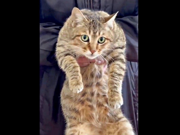 飼い主さんに保護されたキィちゃん（画像提供：アヴェマナヴさん）