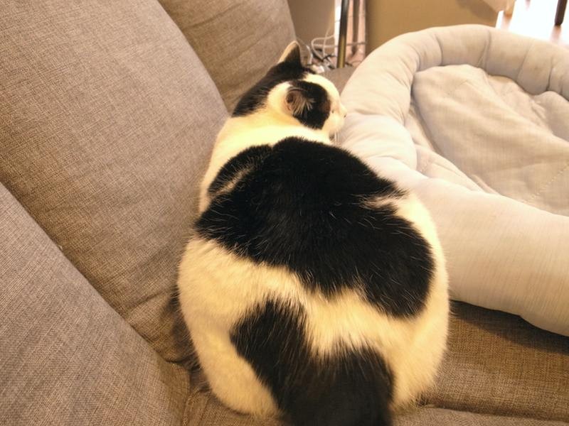 大きなお尻もチャームポイント