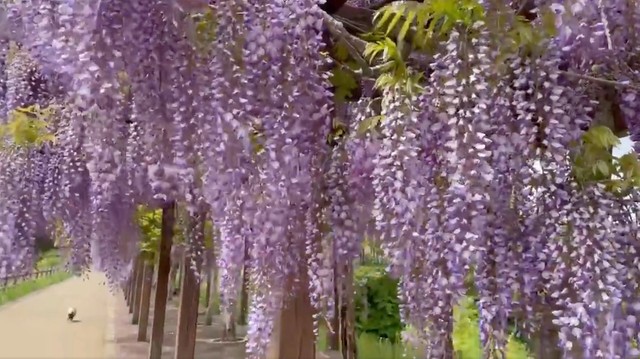 「……あ」（動画からキャプチャー／提供：ゆきっぺさん）