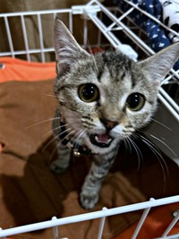 子猫時代、とても寝覚めが良かったちゃちゃまるちゃん（画像提供：ろばちゃむさん）