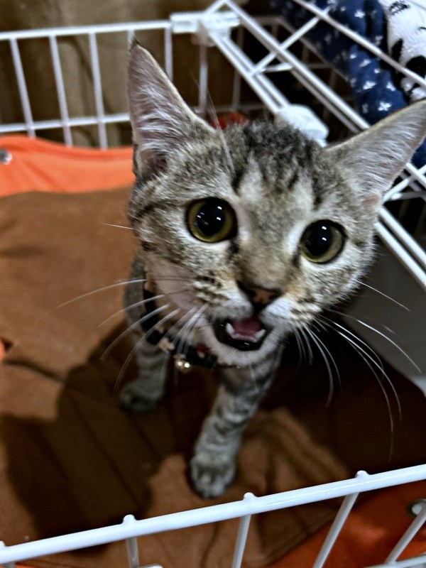 子猫時代、とても寝覚めが良かったちゃちゃまるちゃん（画像提供：ろばちゃむさん）