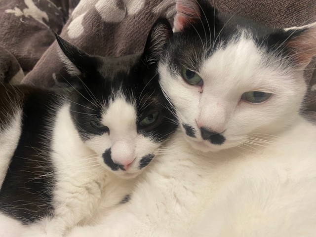 いつも一緒で仲良しな銀八雲さん家の猫ちゃんゆず&かぼすペア（提供：銀八雲さん）