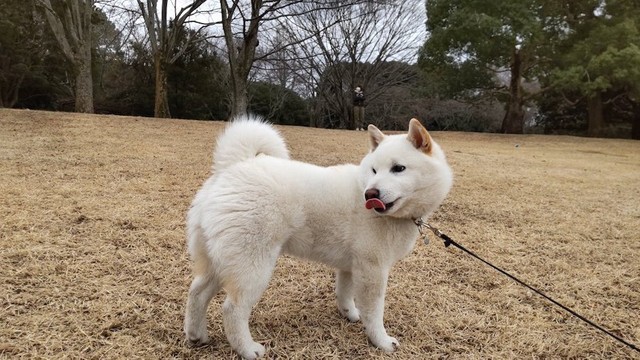 「冬」のはくくん。お尻はもちろん、顔まわりやお腹の毛ももっふもふ♡（提供：はく さん）