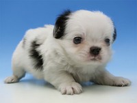 ペットショップで見つけたトントン