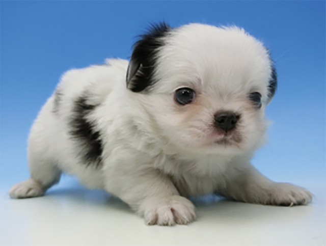 ペットショップで見つけたトントン