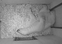 2024.12.5の公式ブログから（提供＝よこはま動物園ズーラシア）