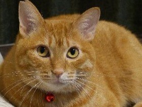 小さな命を救ったリレー　大やけどから復活した猫「たま」