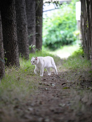 シロは寝る時は公園に戻っていた　扶桑社/(C)太田康介